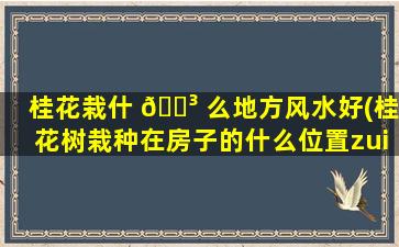 桂花栽什 🐳 么地方风水好(桂花树栽种在房子的什么位置zui
吉利)